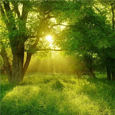 管家婆一码一肖资料截图