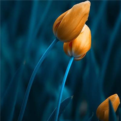 管家婆一码一肖资料